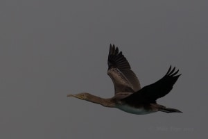 Socotra Cormorant