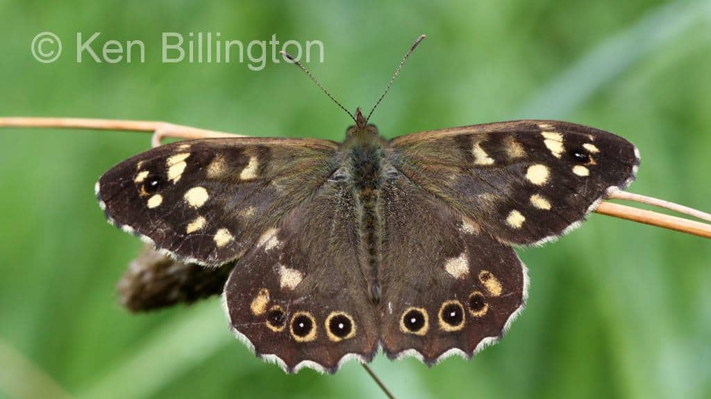Speckled-Wood-