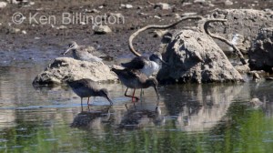 Spotted Redshank (Tringa erythropus) 