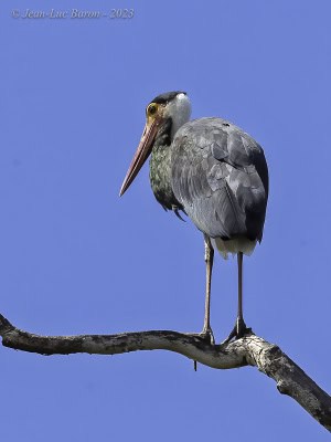 Storm's Stork - Ciconia Stormi