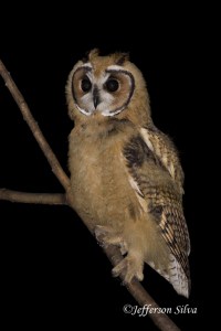 Striped Owl (Asio Clamator)  - 3