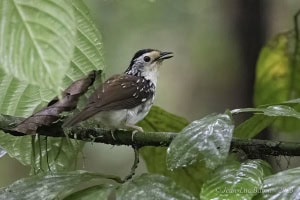 Striped Wren-babbler - Kenopia Striata