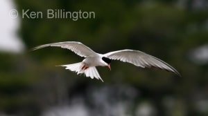 Common Tern (Sterna hirundo) 