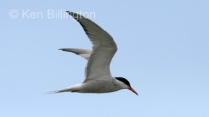 Common Tern (Sterna hirundo) 