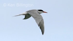Common Tern (Sterna hirundo) 