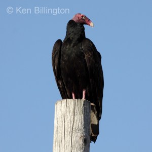 Turkey Vulture (Cathartes aura) 