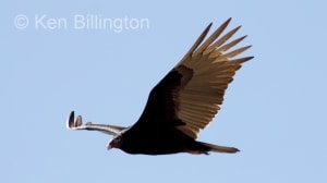 Turkey Vulture (Cathartes aura) 