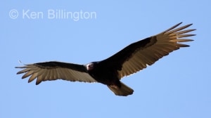 Turkey Vulture (Cathartes aura) 