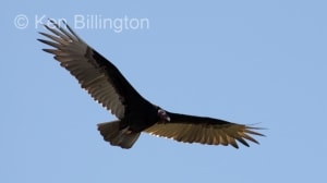 Turkey Vulture (Cathartes aura) 