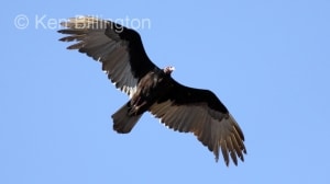 Turkey Vulture (Cathartes aura) 