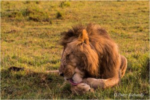 Male Lion