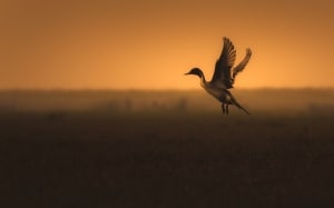 Pintail-scape