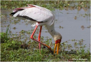 Yellow-billed Stork