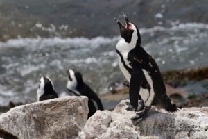 African Penguin Spheniscus Demersus