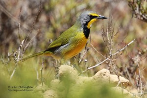 Bokmakierie Shrike Telophorus Zeylonus