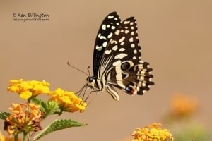 Citrus Swallowtail Papilio Demodocus