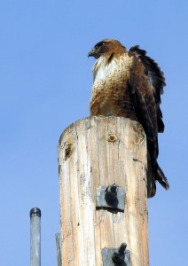 Red Tailed Hawk