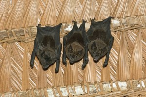 Just Hanging Around