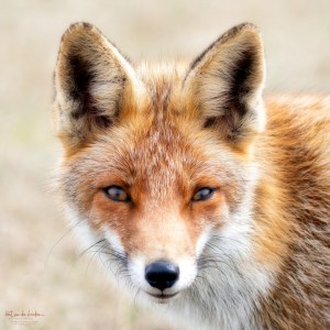 Femala Red Fox (Vulpes Vulpes)