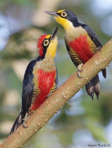 Yellow-fronted Woodpeckers