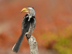 Yellow-billed Hornbill 