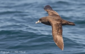 White-chinned Petrel  