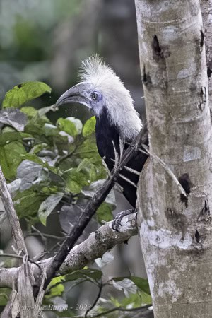 White-crowned Hornbill - Berenicornis Comatus