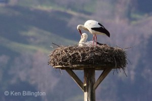 White Stork Ciconia ciconia