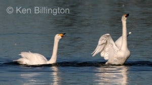 Whooper Swan (Cygnus cygnus)