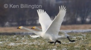 Whooper Swan (Cygnus cygnus) 