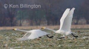 Whooper Swan (Cygnus cygnus) 