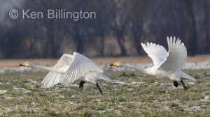 Whooper Swan (Cygnus cygnus) 