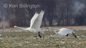 Whooper Swan (Cygnus cygnus) 