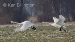 Whooper Swan (Cygnus cygnus) 