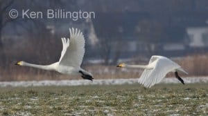 Whooper Swan (Cygnus cygnus) 