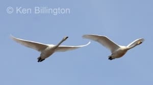 Whooper Swan (Cygnus cygnus) 