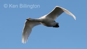 Whooper Swan (Cygnus cygnus)