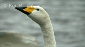 Whooper Swan (Cygnus cygnus) 