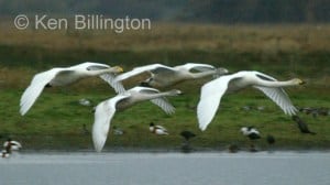 Whooper Swan (Cygnus cygnus) 