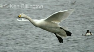 Whooper Swan (Cygnus cygnus) 