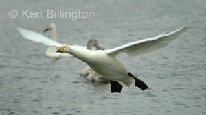 Whooper Swan (Cygnus cygnus) 
