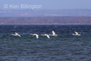 Whooper Swan (Cygnus cygnus) 