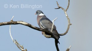 Wood Pigeon (Columba palumbus) 