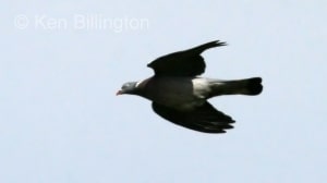 Wood Pigeon (Columba palumbus) 