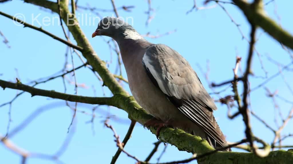 Common Wood-pigeon Columba palumbus