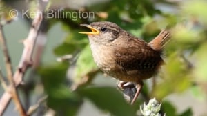 Juvenile Wren (Troglodytes troglodytes) 