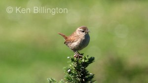Wren (Troglodytes troglodytes) 