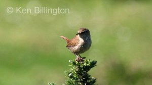 Wren (Troglodytes troglodytes) 