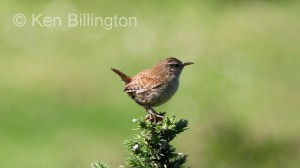 Wren (Troglodytes troglodytes) 