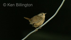 Wren (Troglodytes troglodytes) 